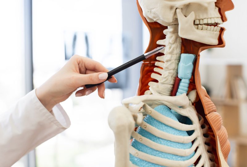 Comprehensive Pain Solutions' specialist showing the location of radiating arm symptoms in a anatomy model with a possible pinched nerve